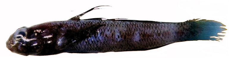 Gobius strictus_2154